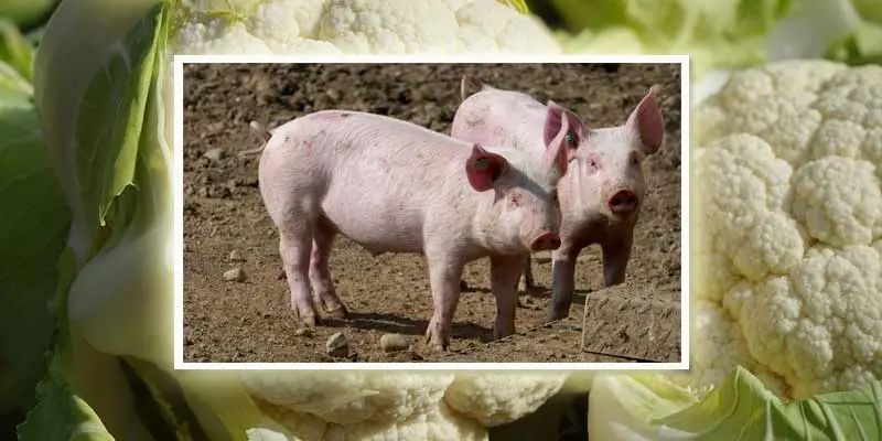 can pigs eat cauliflowers