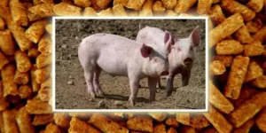 Can Pigs Eat Chicken Feed