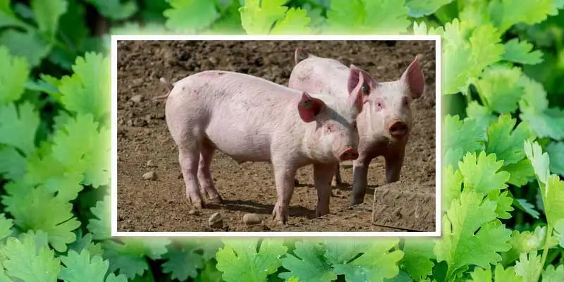 Can Pigs Eat Cilantro