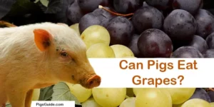 Can Pigs Eat Grapes