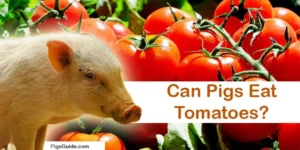 Can Pigs Eat Tomatoes