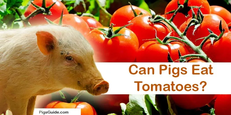 Can Pigs Eat Tomatoes