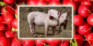 Can Pigs Eat Radishes