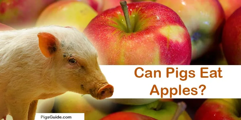 Can Pigs Eat Apples