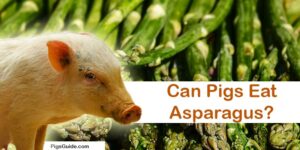 pigs and asparagus