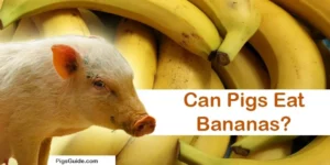 Can Pigs Eat Bananas