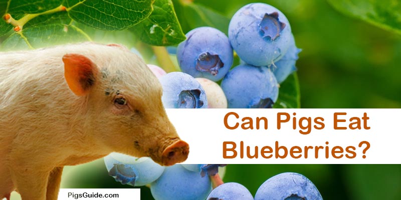 pigs and blueberries