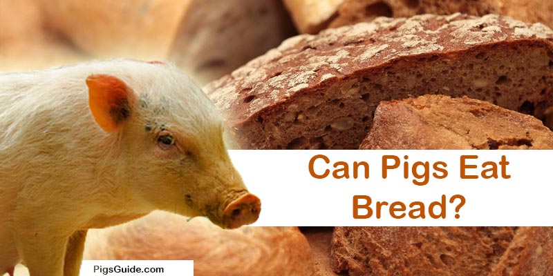 pigs and bread