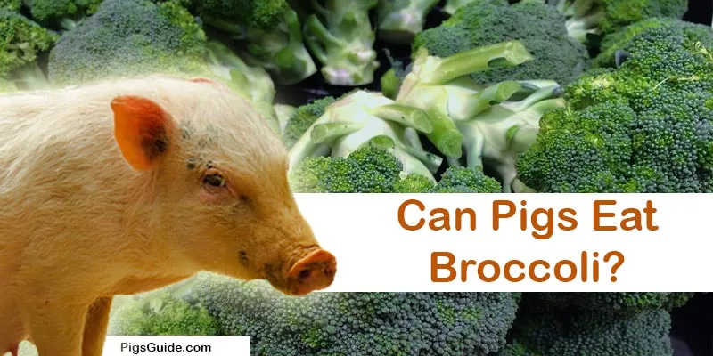 Can Pigs Eat Broccoli