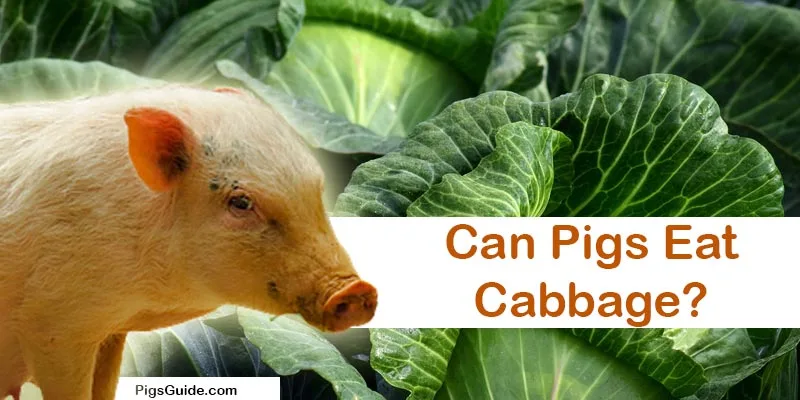 Can Pigs Eat Cabbage