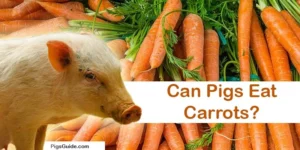 Can Pigs Eat Carrots