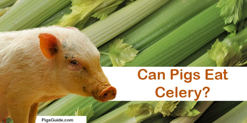 pigs and celery