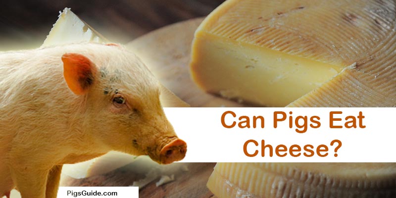 pigs and cheese