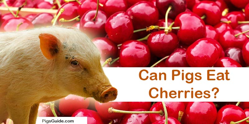 pigs and cherries