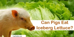 Can Pigs Eat Iceberg Lettuce