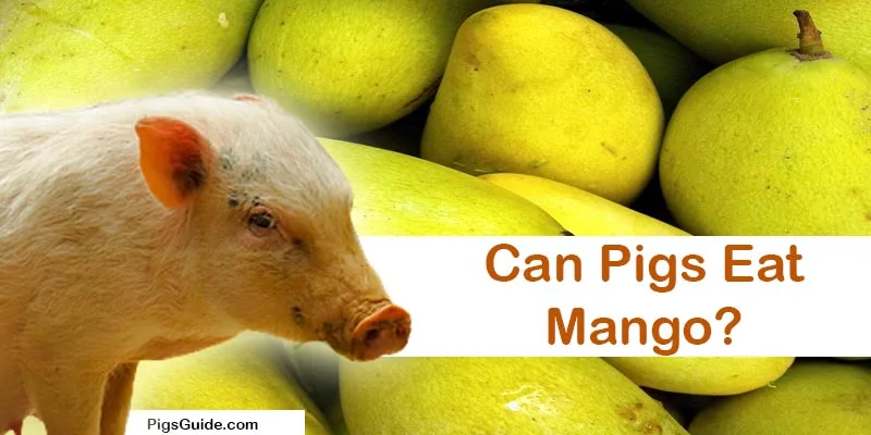 Can Pigs Eat Mango