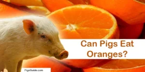 Can Pigs Eat Oranges