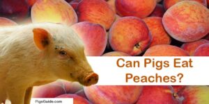 pigs and peaches