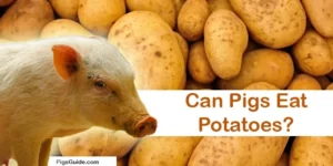 Can Pigs Eat Potatoes