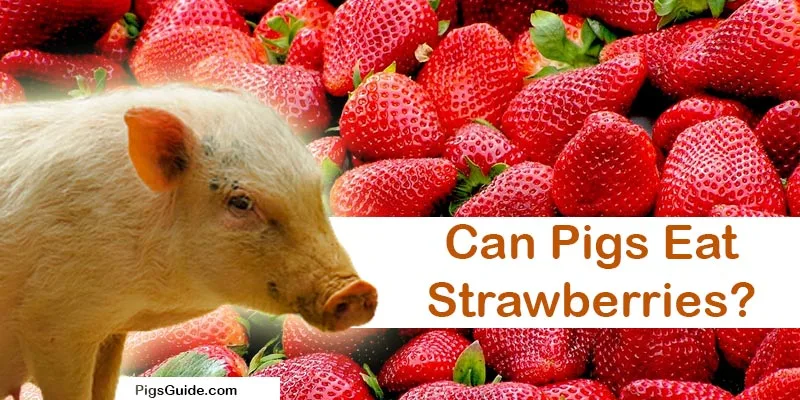 Can Pigs Eat Strawberries