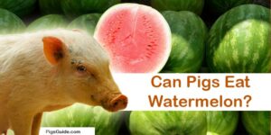 pigs and watermeleon