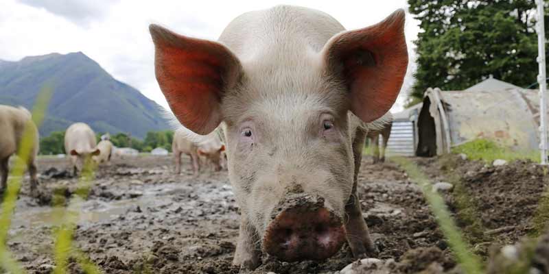 closeup of a pig