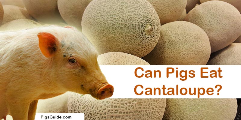 pigs an cantaloupe