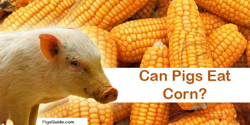 pigs and corn