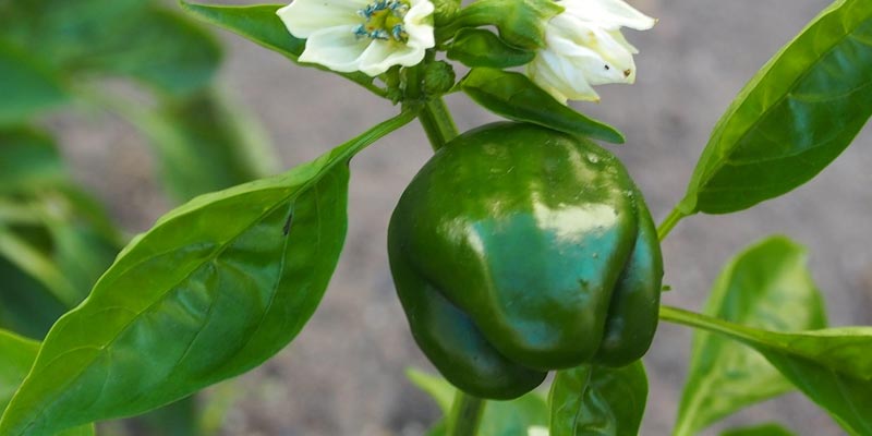 green bell pepper leaves