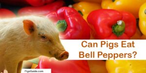 pigs and bell peppers