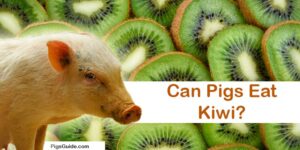 pigs and kiwi fruit