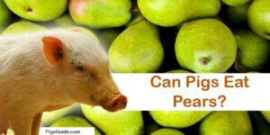 pigs and pears