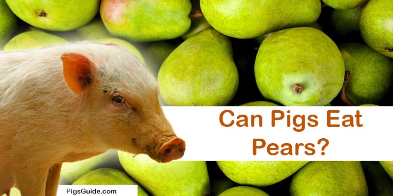 pigs and pears