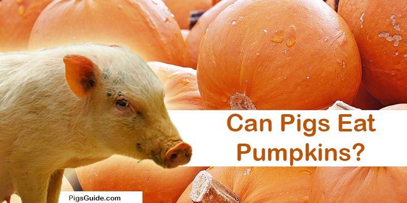 pigs and pumpkins