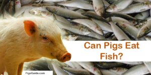 pigs and fish