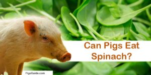 pigs and spinach