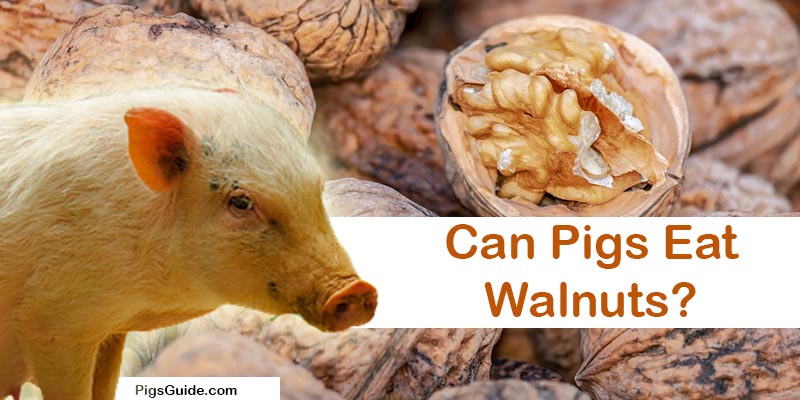 pigs and walnuts