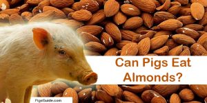 pig and almonds