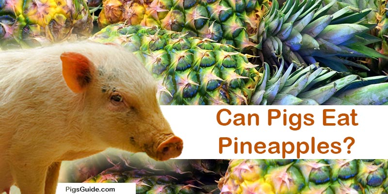 pig and pineapples