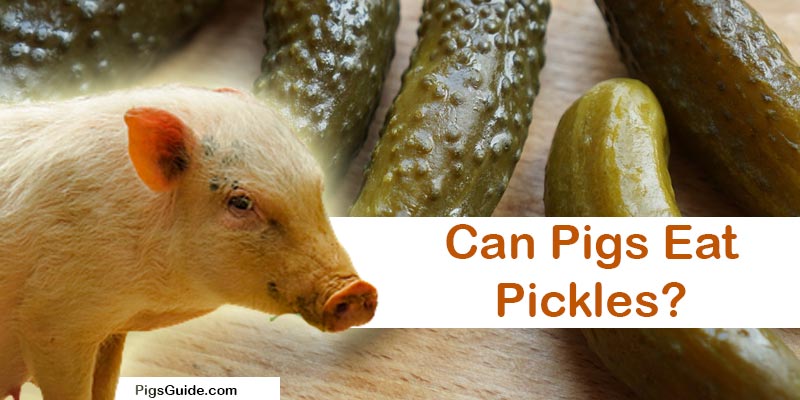 pig and pickles