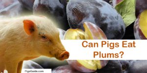 pig and plums