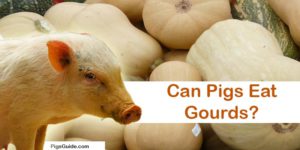 pig and gourds