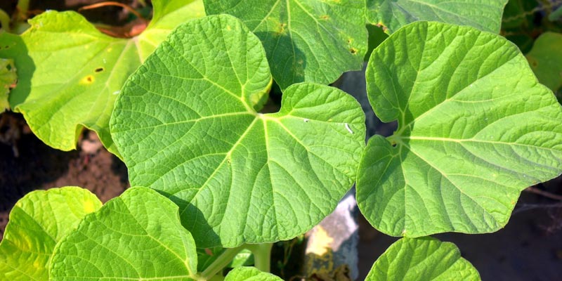 leaves of the gourd plant