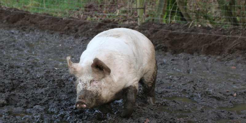 pig in mud