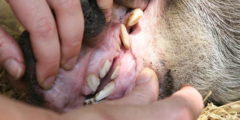 teeth of a pig