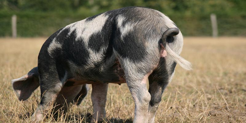 tail of a pig