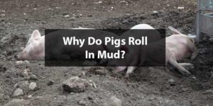 pigs in mud