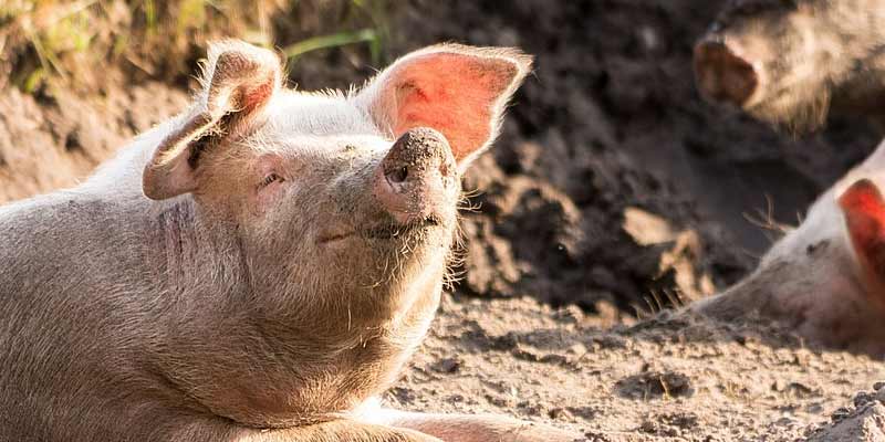 pig snorting