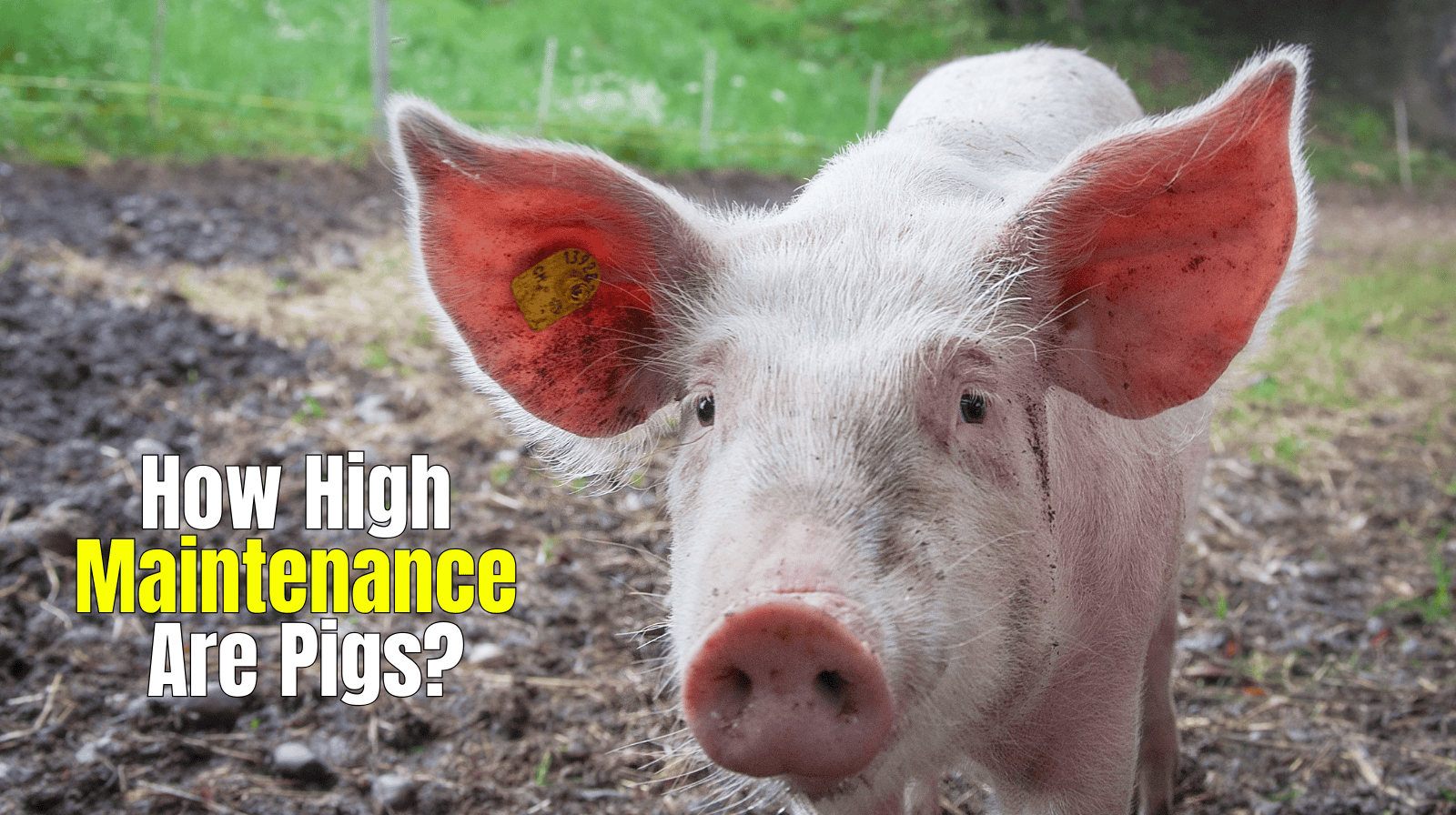 how how maintenance are pigs